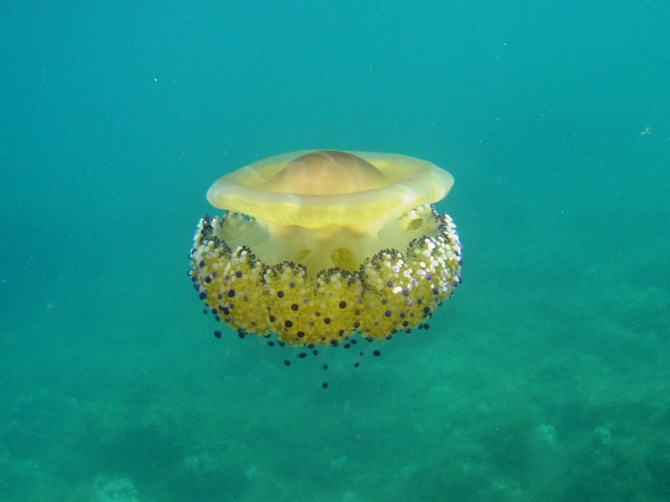 Cnidaria - Cotylorhiza tuberculata (Macri, 1778)